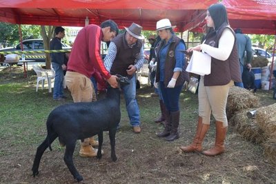 Arrancó la Expo Ovina en San Miguel - Nacionales - ABC Color