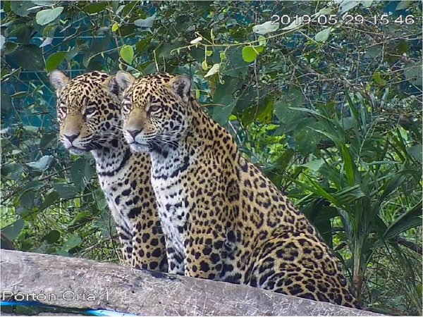 Cumplen un año de vida cachorros de yaguareté paraguayo