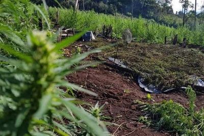Operativo “Nueva Alianza” ocasiona duro golpe al narcotráfico