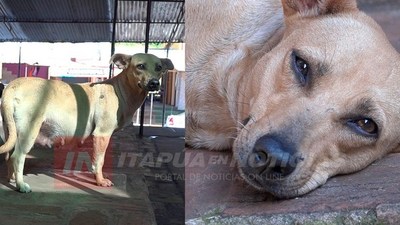 EL HOMBRE ZOOFÍLICO DEL CIRCUITO COMERCIAL ESTARÍA PLENAMENTE IDENTIFICADO