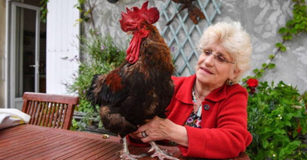 Piden “cárcel” para gallo que canta muy temprano