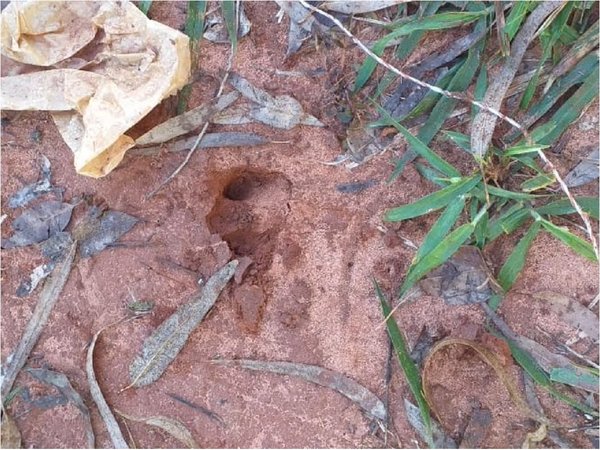 Granjeros indagan extraña muerte y desaparición de ovejas en Yasy Cañy