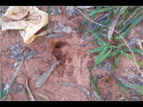 EXTRAÑA MUERTE Y DESAPARICIÓN DE OVEJAS