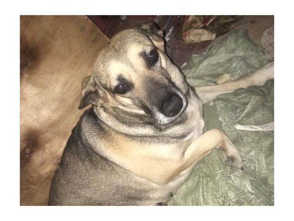 Con video denunciaron un intento de abuso a perrita
