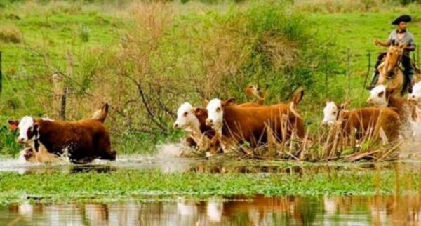 Reportan que en Misiones agricultura no fue afectada por lluvias, pero sí la ganadería - .::RADIO NACIONAL::.