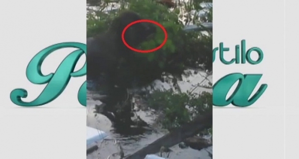 Increíble vídeo de perra que rescata a su cachorro de la inundación