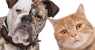 ¡Ojo! No te dejes engañar por los mitos que se dicen de nuestras mascotas - Periodismo Joven - ABC Color