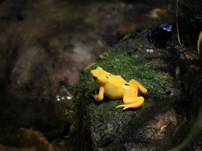 Smithsonian impulsa criopreserva de esperma de ranas panameñas