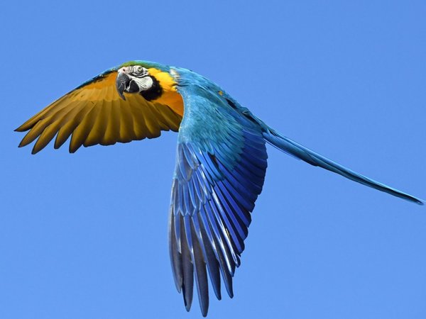 Brasil repatriará 50 guacamayos azules de Alemania