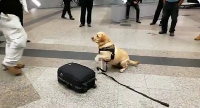 Can de la Senad detecta drogas en maleta de británico