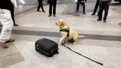 HOY / Intentó viajar a España con droga en la maleta, pero can se lo impidió