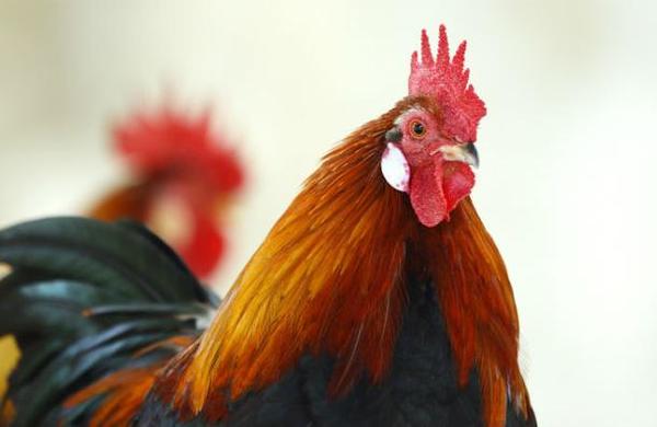 El caso del gallo que llevarán a juicio por cantar demasiado temprano - C9N