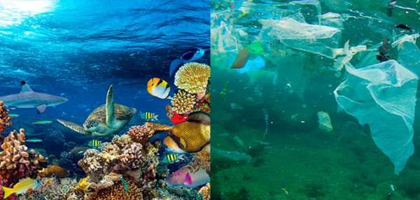 El día mundial de los Océanos y la guerra al plástico » Ñanduti