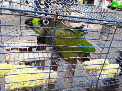 Rescatan aves silvestres y evitan su venta en el mercado de San Lorenzo