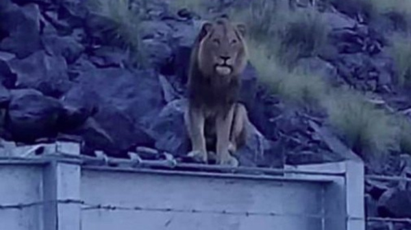 Catorce leones se escaparon de un parque