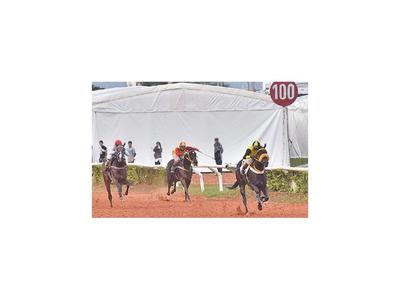 Premios especiales en el turf