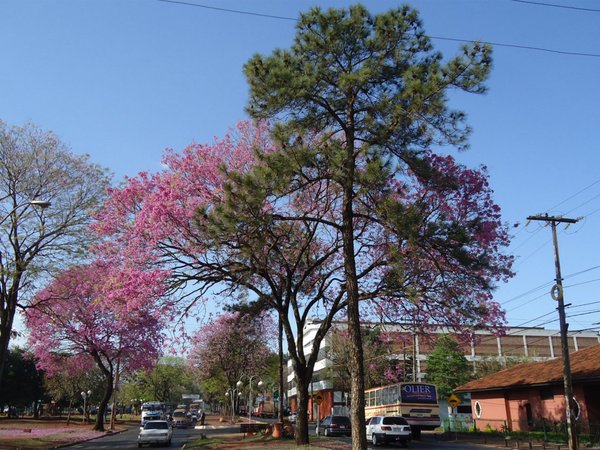 Trasplante de árbol, una alternativa a la tala en construcciones