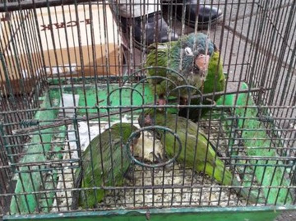 Rescatan animales silvestres del Mercado de San Lorenzo - ADN Paraguayo