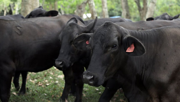 Consorcio de Ganaderos para Experimentación Agropecuaria celebra sus 50 años con Feria Especial (rematarán 4.000 cabezas)