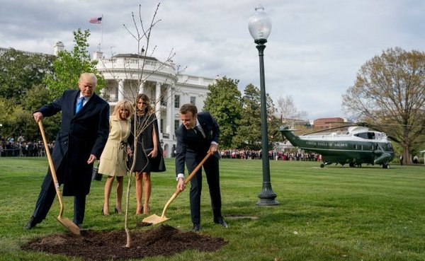 Muere el árbol que plantaron Trump y Macron como señal de amistad