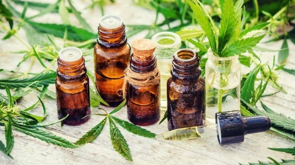 HOY / Cannabis medicinal: gobierno avanza en borrador para licencias de producción