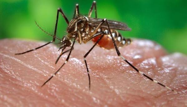 Casos de dengue descienden en Alto Paraná y Amambay | .::Agencia IP::.