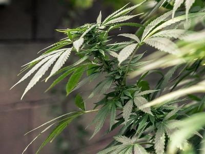 Gobierno trabaja para reglamentar producción de cannabis medicinal