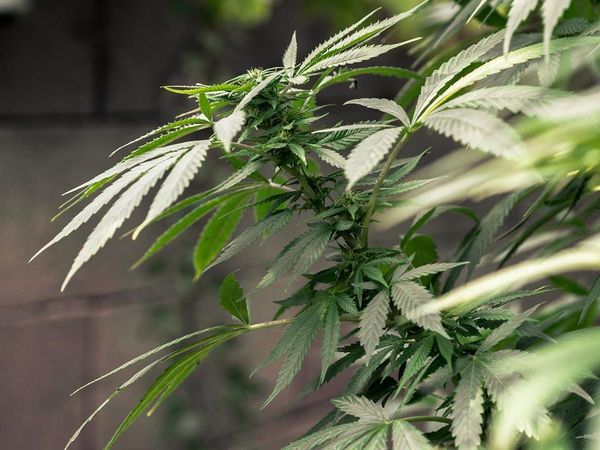 Gobierno trabaja para reglamentar producción de cannabis medicinal