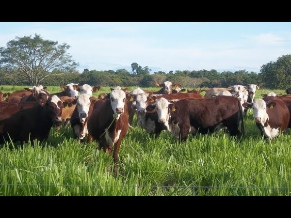 CAPACITARÁN A TÉCNICOS EN INSEMINACIÓN DE VACUNOS
