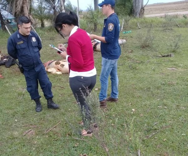 Cuatreros faenan tres vacas preñadas en Caapucú - Nacionales - ABC Color