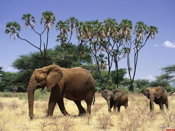 La matanza ilegal amenaza la supervivencia de elefantes en África » Ñanduti
