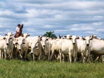 Señalan necesidad de una política de posicionamiento de la carne
