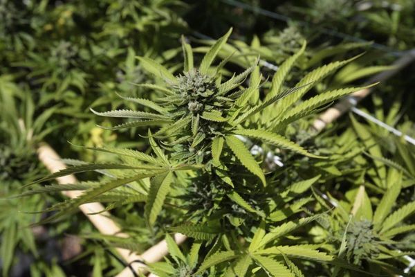 Cannabis: garantizan transparencia - Nacionales - ABC Color