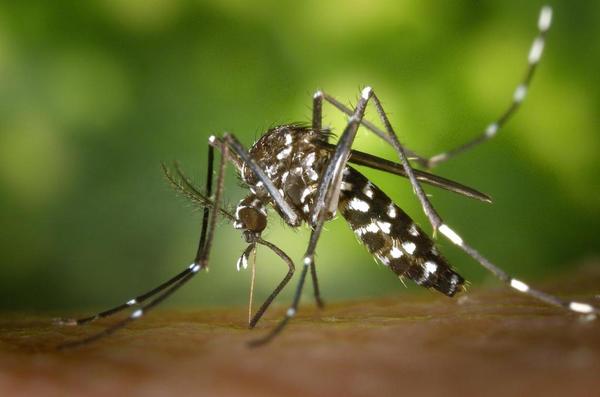 Aumentan casos probables de dengue en Concepción | Radio Regional 660 AM