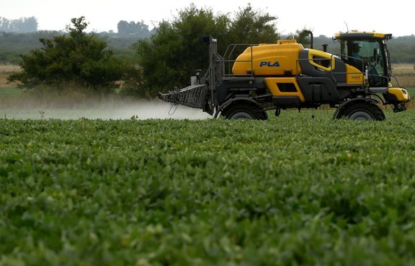 Greenpeace denuncia que “adicción” europea a soja OGM desforesta América Latina