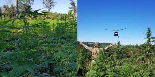 ANULAN MÁS DE 1.200 TONELADAS DE MARIHUANA TRAS 12 DÍAS DE OPERACIÓN EN EL AMAMBAY