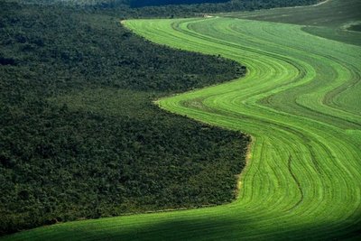 Sabana de Brasil retrocede ante cultivos de soja y ganadería - Internacionales - ABC Color