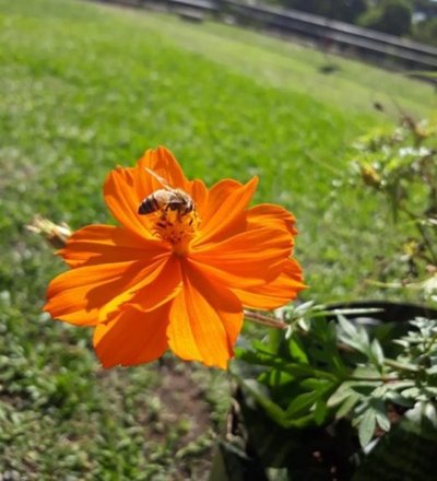 Sin flores ni dulce miel, las abejas podrían extinguirse y la humanidad también - Periodismo Joven - ABC Color