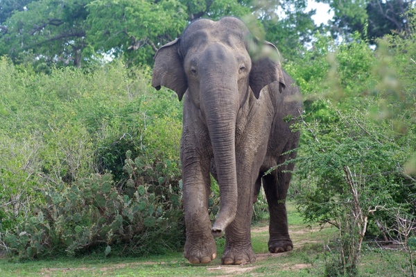 Sudáfrica: Guarda muere pisoteado por elefante - ADN Paraguayo