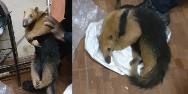 BOMBEROS RESCATARON A UN OSO MELERO Y NECESITA ATENCIÓN VETERINARIA.