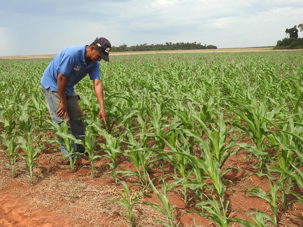 MAG destinará US$ 250 millones para dinamizar la economía agropecuaria | .::Agencia IP::.