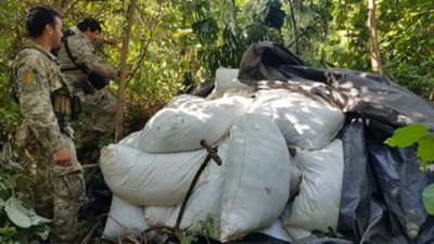Anulan más de 1.200 toneladas de marihuana en Amambay - ADN Paraguayo
