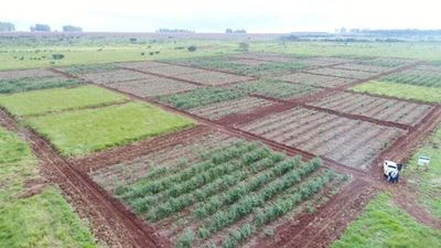 Restauración forestal es objetivo primordial para Itaipú