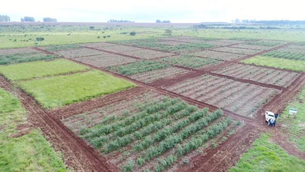 Impulsan inédita investigación sobre métodos de restauración forestal - ADN Paraguayo