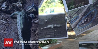 MATAN A JAKARE ADULTO QUE HABITABA EN EL POTI’Y.