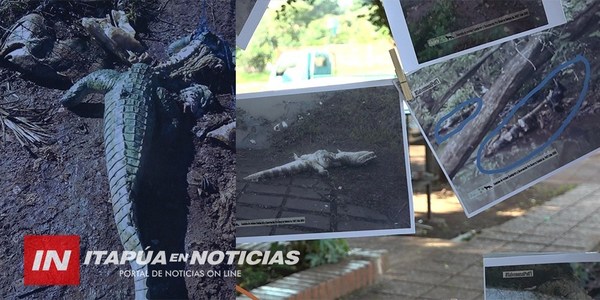 MATAN A JAKARE ADULTO QUE HABITABA EN EL POTI’Y.