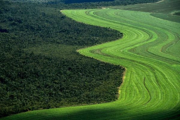 La sabana de Brasil retrocede ante la soja