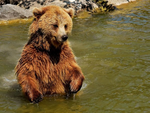 Estudio refleja un incremento de los ataques de osos a seres humanos