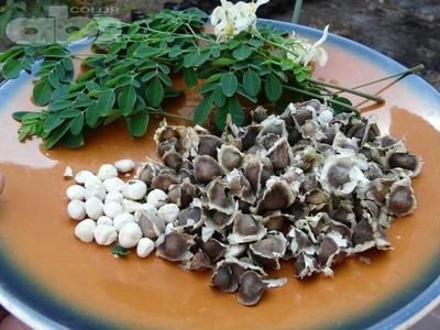 Moringa - Dr. P. M. Gibert - Edicion Impresa - ABC Color
