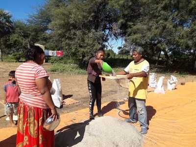 Productores indígenas obtienen excelentes resultados en el Chaco - ADN Paraguayo